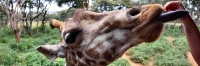 Nairobi_GiraffeCentre_4515 1